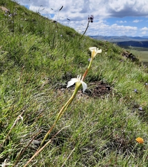 Moraea albicuspa