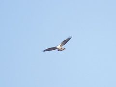 Buteo lagopus
