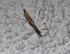 Chinoneides