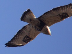 Buteo lagopus