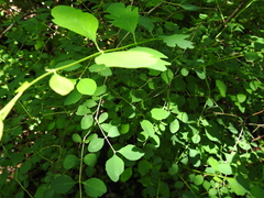 Symphoricarpos albus