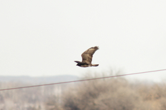 Buteo lagopus