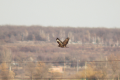 Buteo lagopus