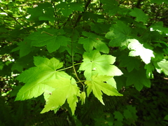 Acer circinatum
