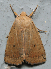 Sericaglaea signata