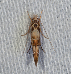 Trachydora chrysodoxa