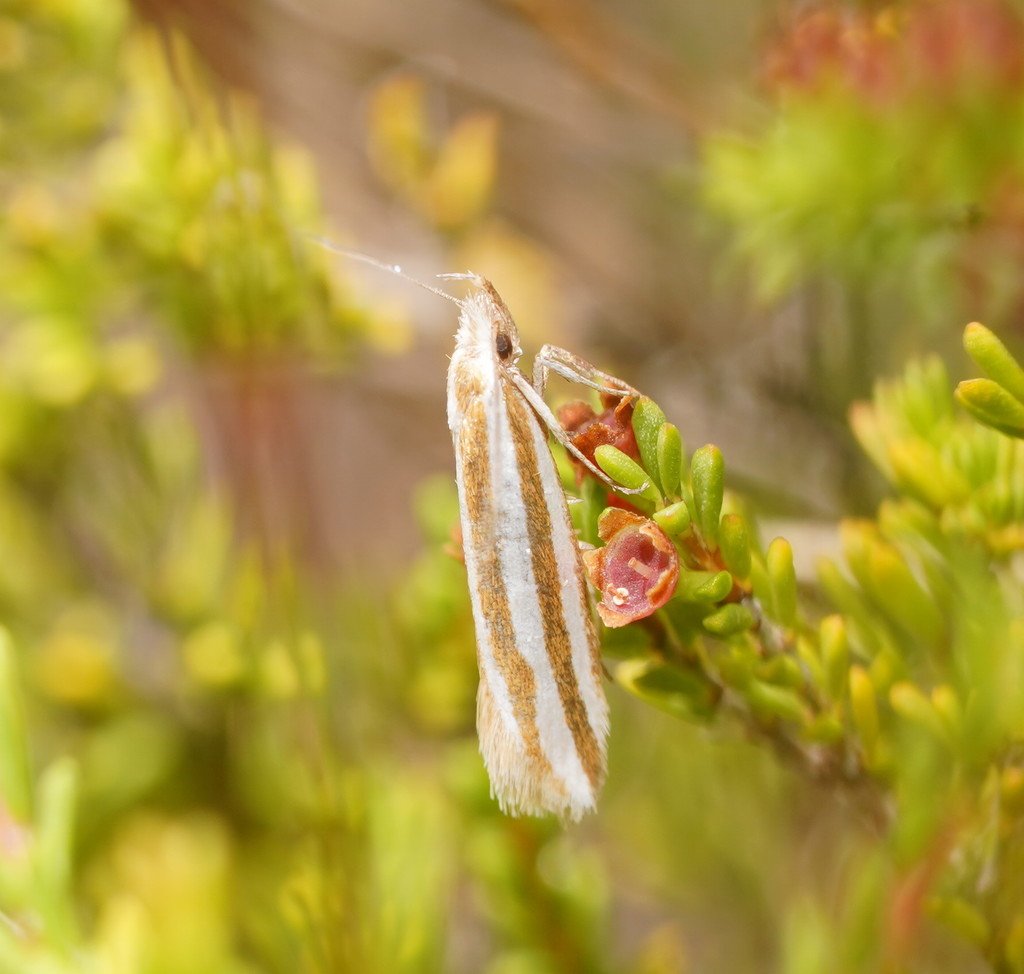 Thudaca trabeata