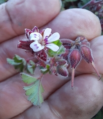 Pelargonium capituliforme