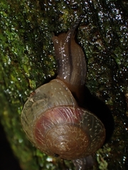 Nitor subrugatus