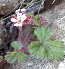 Pelargonium capituliforme