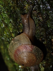 Nitor subrugatus