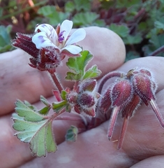 Pelargonium capituliforme