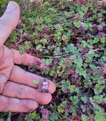 Pelargonium capituliforme