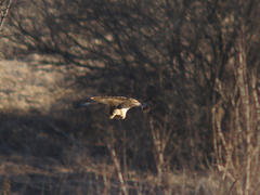Buteo lagopus