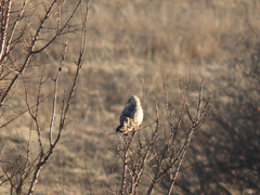 Buteo lagopus