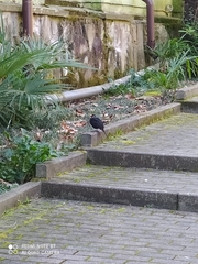 Turdus merula