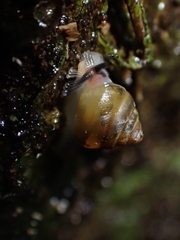 Coneuplecta calculosa