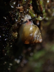 Coneuplecta calculosa