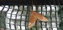 Eoophyla gibbosalis
