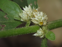 Alternanthera ficoidea