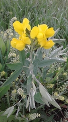 Thermopsis divaricarpa