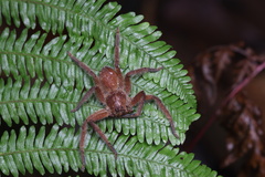 Heteropoda pingtungensis