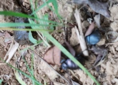 Paragymnopleurus sinuatus