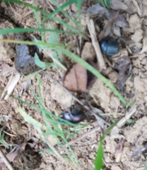 Paragymnopleurus sinuatus