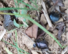 Paragymnopleurus sinuatus