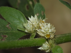 Alternanthera ficoidea