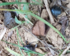 Paragymnopleurus sinuatus