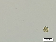 Lemmermannia tetrapedia