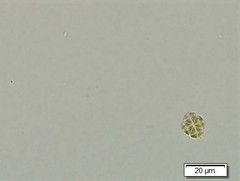 Lemmermannia tetrapedia