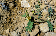 Senna italica