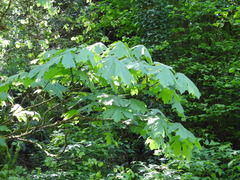 Acer macrophyllum