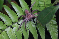 Heteropoda pingtungensis
