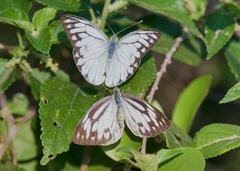 Cepora nerissa phryne