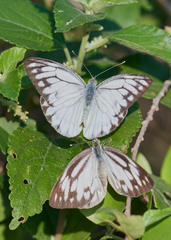 Cepora nerissa phryne