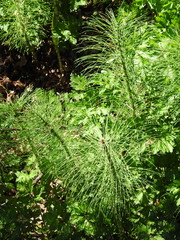 Equisetum telmateia