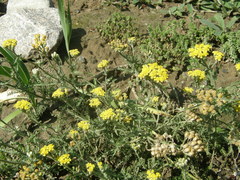 Achillea leptophylla