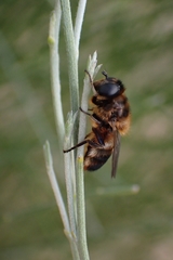 Platynochaetus setosus