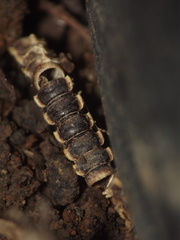 Asiomorpha coarctata