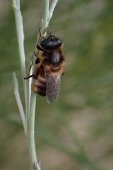 Platynochaetus setosus