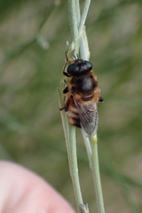 Platynochaetus setosus