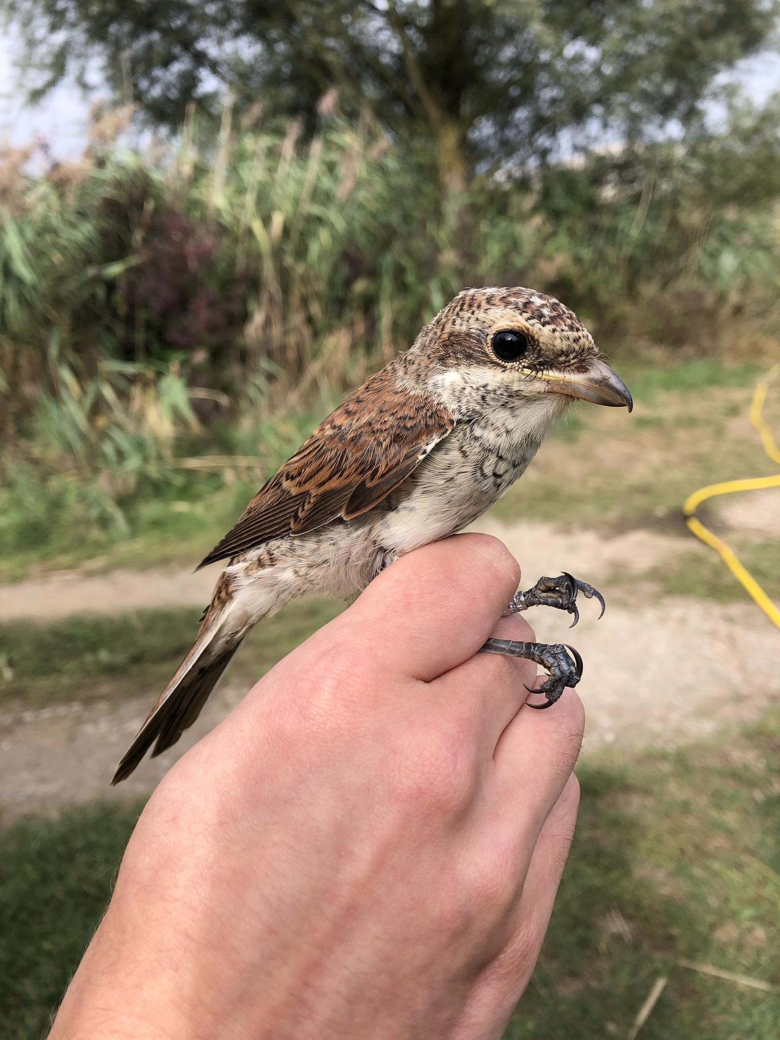 Red-backed Shrike
