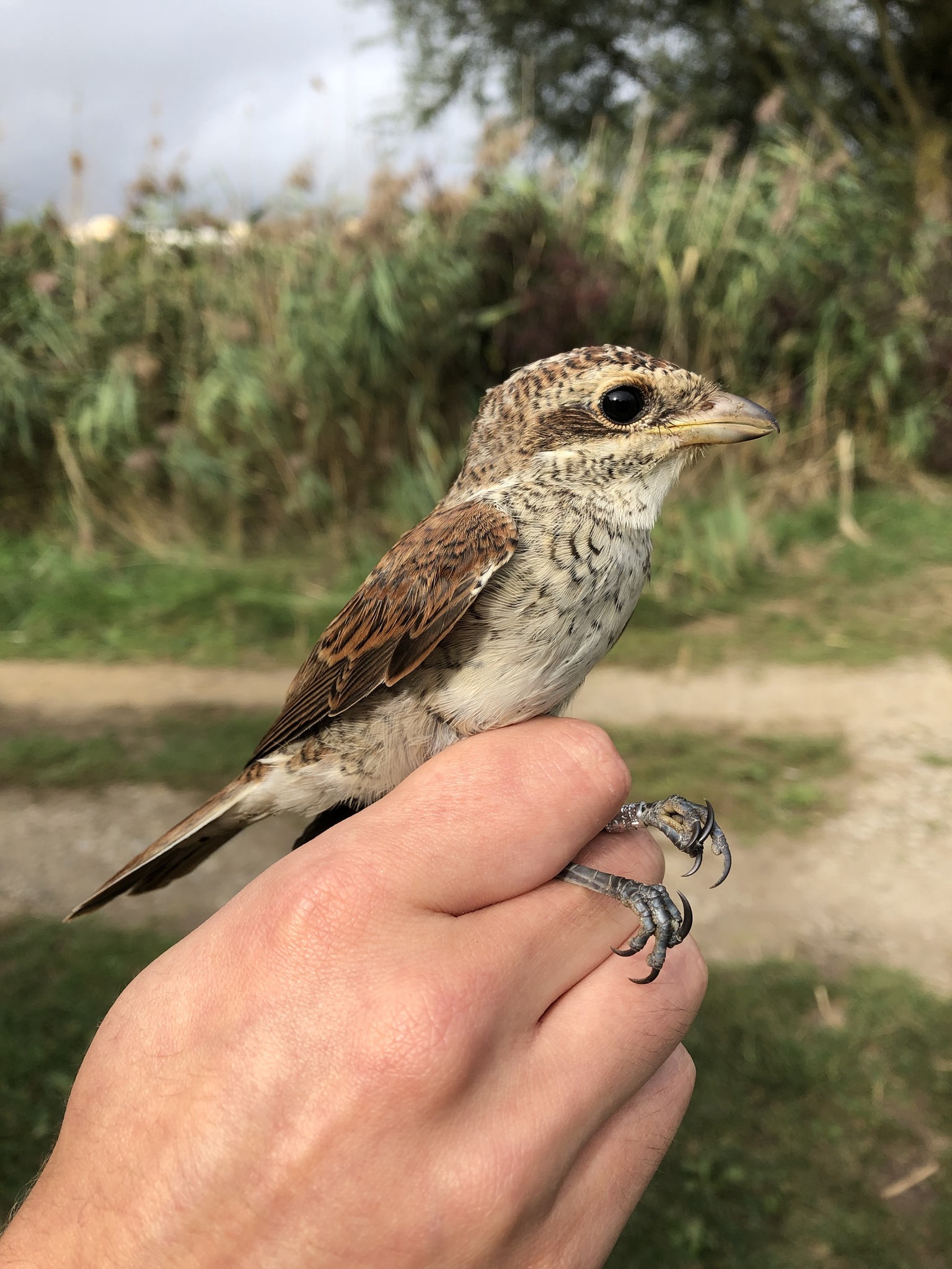 Red-backed Shrike