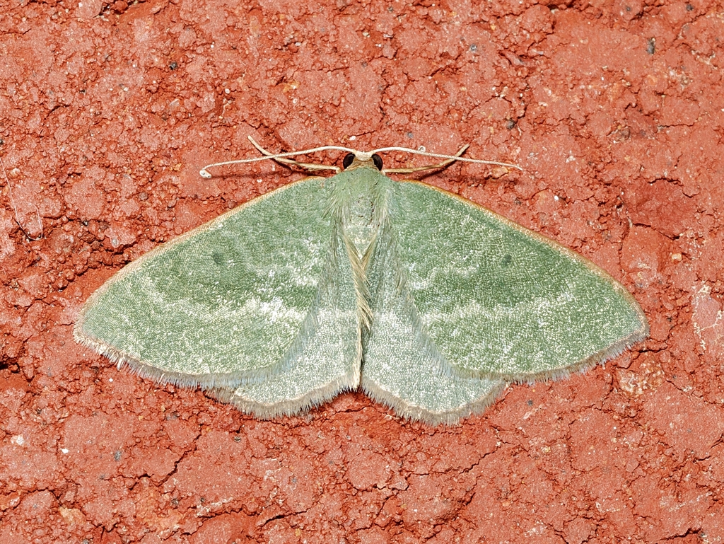 Poecilasthena euphylla