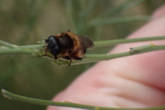 Platynochaetus setosus