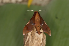 Callionima nomius