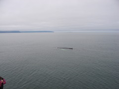 Balaenoptera acutorostrata